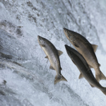 ikan salmon