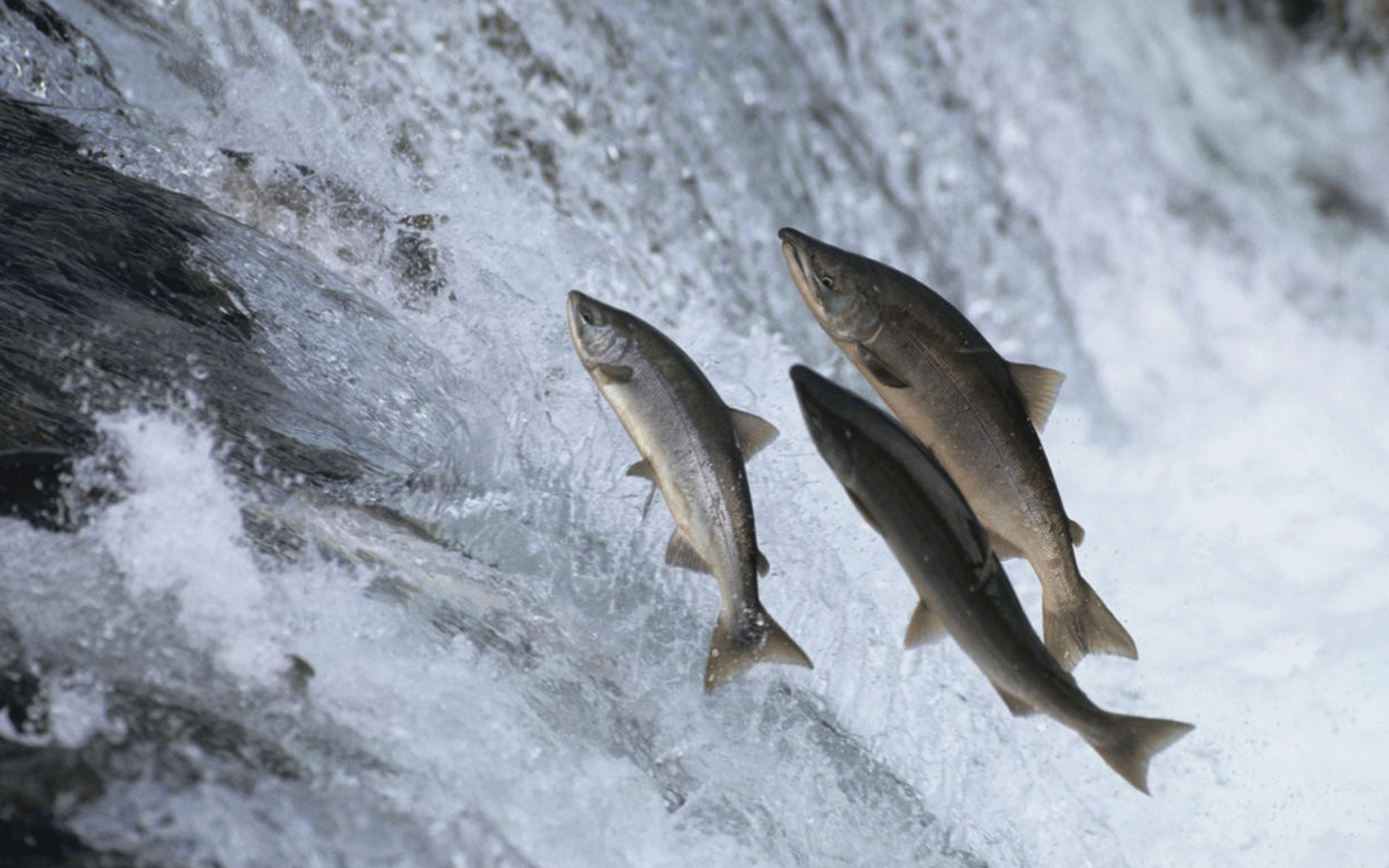 Benarkah Ikan Salmon Bermanfaat bagi Kesehatan ?