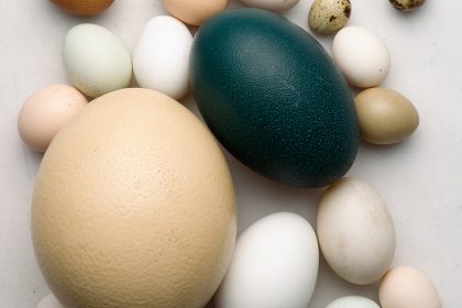 Telur Ayam, Nutrisi, dan Manfaatnya bagi Kesehatan